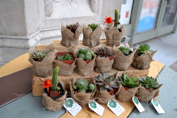 Succulent for party favor, wrapped in Burlap, and comes with tags and –  OakPo Paper Co