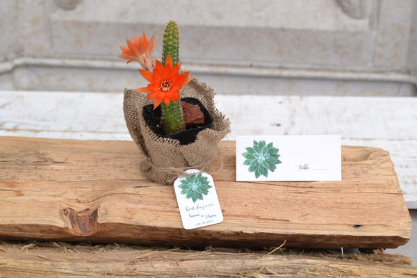 burlap wrapped succulents favors Succulent for party favor, wrapped in Burlap, and comes with tags and –  OakPo Paper Co