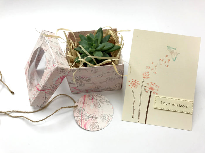 Succulent In Marbled Gift Box for Mother's Day - OakPo Paper Co.