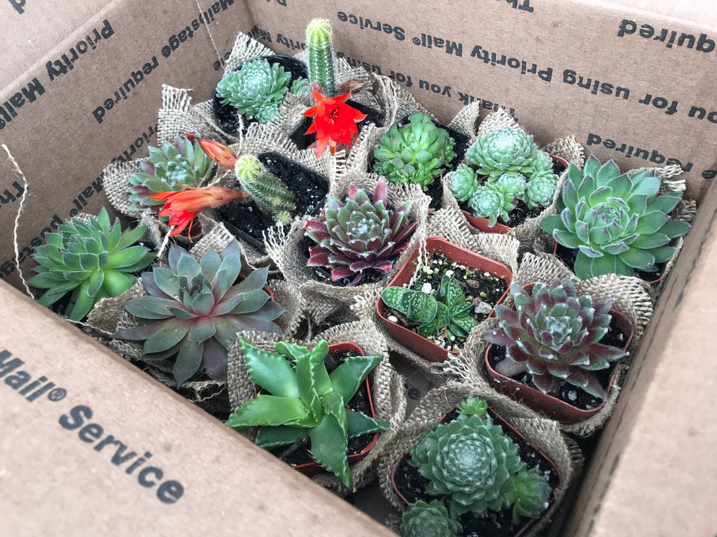 wrapping succulents in paper Succulent for party favor, wrapped in Burlap, and comes with tags and – OakPo Paper Co